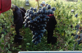 2018 harvest in progress!