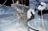 ICEWINE FROM WINNICA TURNAU